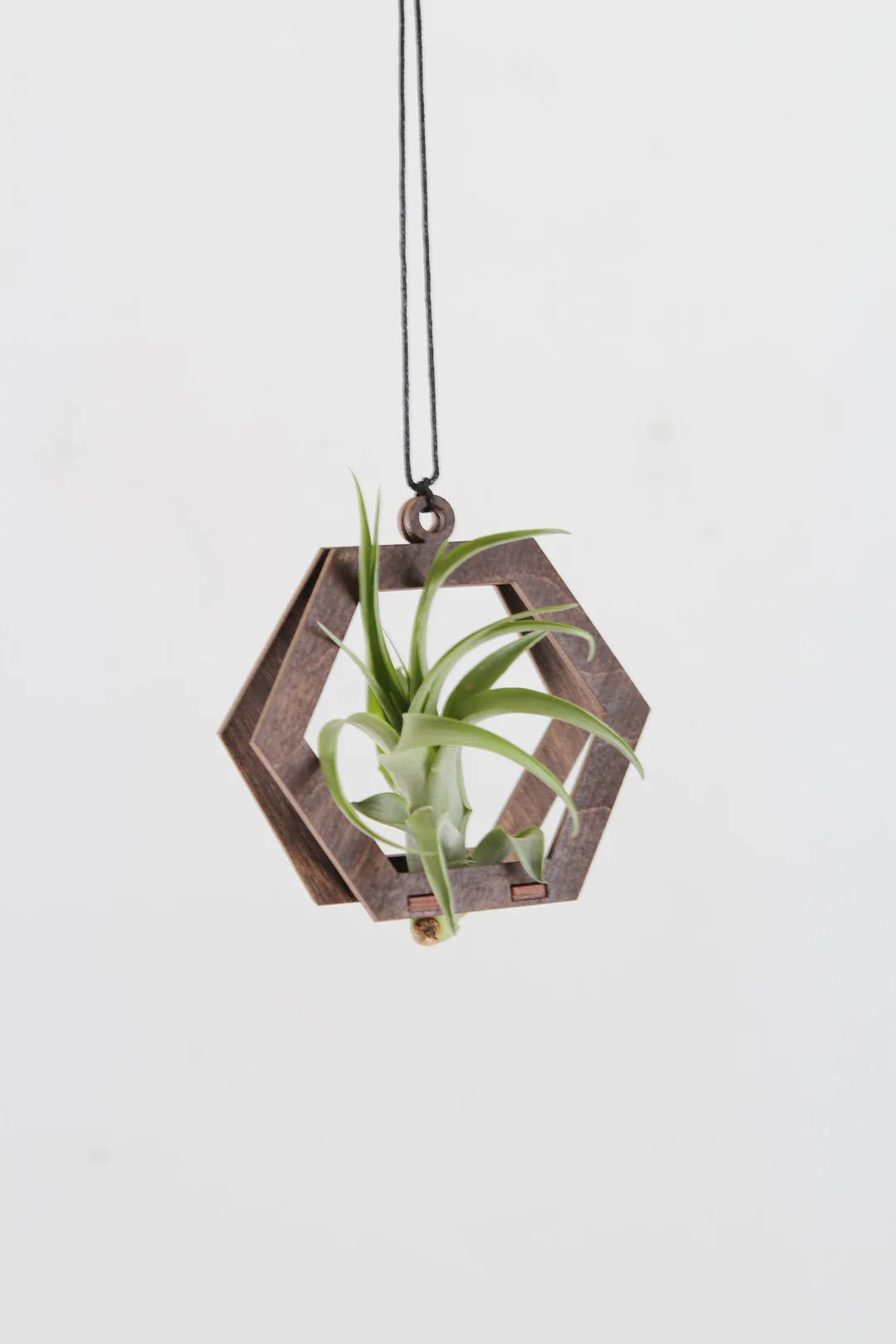 hay plant hanger Mini Hexagon Air Plant Hanger – Zyphire Studios