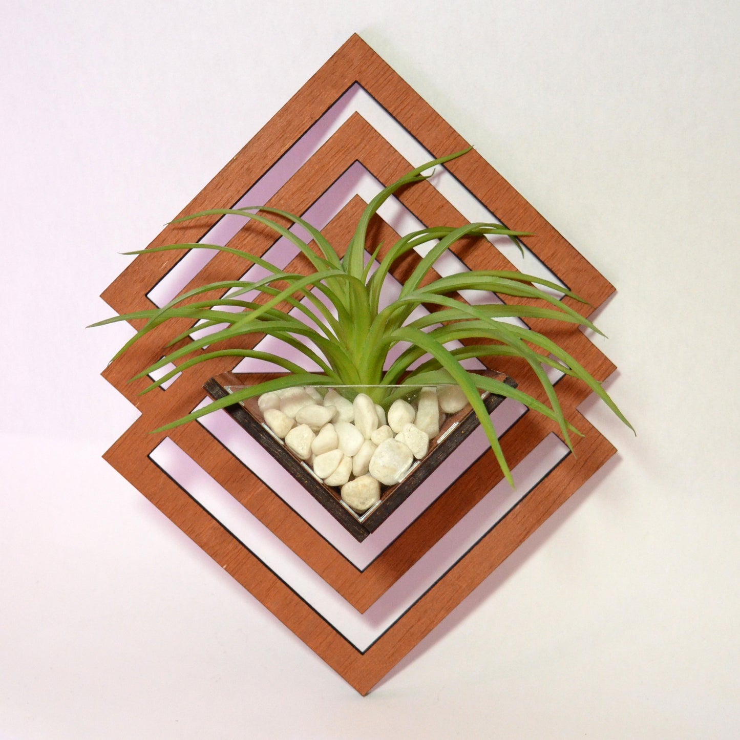 Ascend Air Plant Hanger