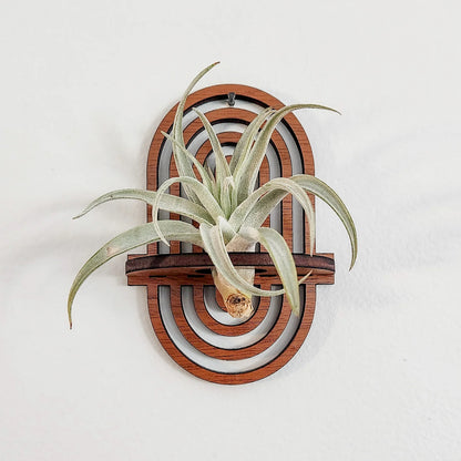 Small Boho Air Plant Hanger