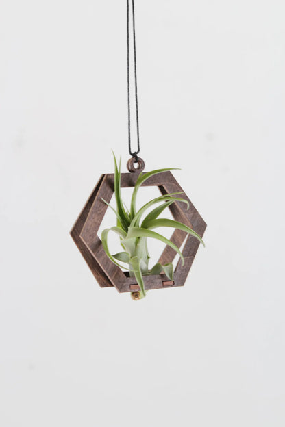 Mini Hexagon Air Plant Hanger