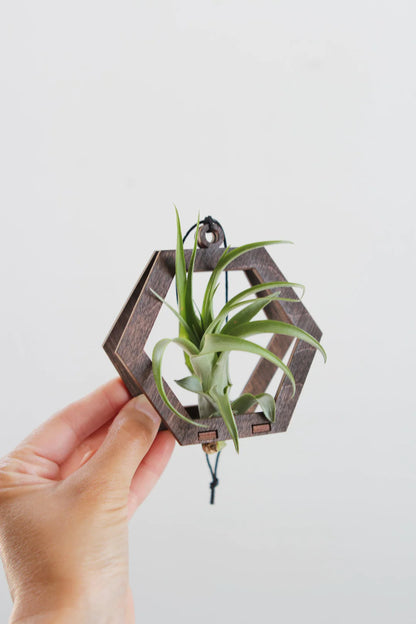 Mini Hexagon Air Plant Hanger