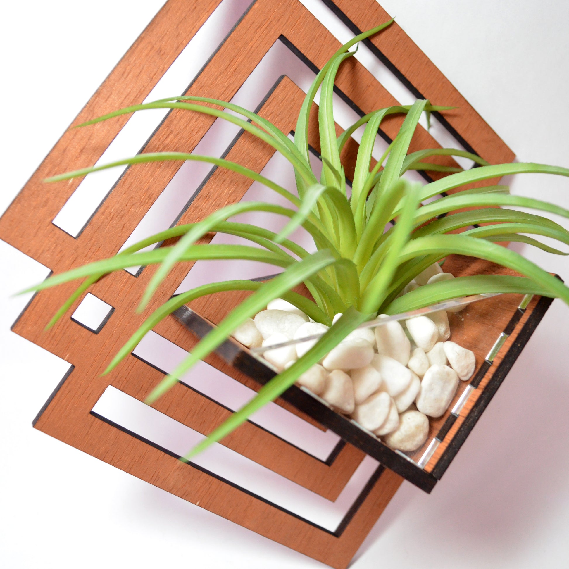 air plant picture frame Ascend Air Plant Hanger – Zyphire Studios